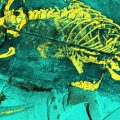 An X-ray fluorescence photograph of the Megacauda fossil.