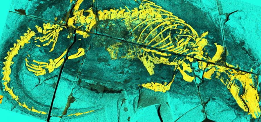 An X-ray fluorescence photograph of the Megacauda fossil.