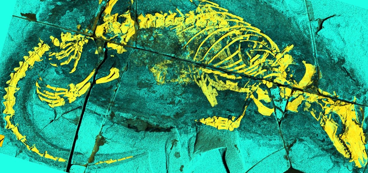 An X-ray fluorescence photograph of the Megacauda fossil.