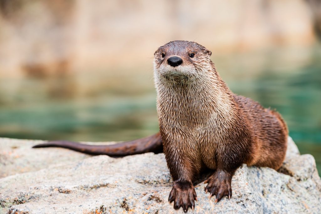 A river otter rests on a rock along a riverbank.