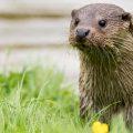 A river otter sits in a grassy area on the bank of a river.