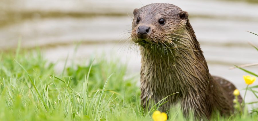 A river otter sits in a grassy area on the bank of a river.
