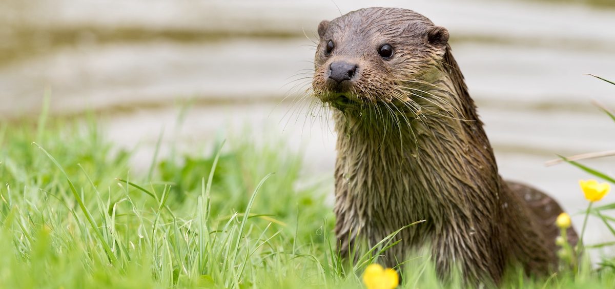 A river otter sits in a grassy area on the bank of a river.