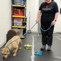 Volunteer Sam Smith brings a dog into the Animal Charity of Ohio's enrichment area